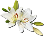 “White